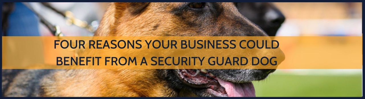 German shepherd security guard dog